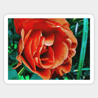 Orange Chinese Rose Magnet